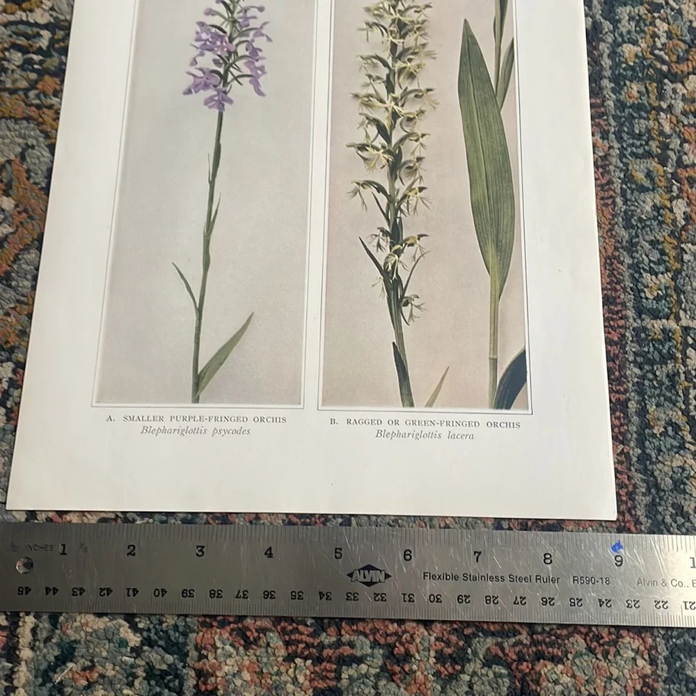 🖤5/$25 Botanical orchid Plant Print Original 100 years old Vintage Home Decor